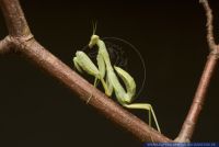 Hierodula patellifera, Gruene Java Mantis, Giant Asian Mantis 