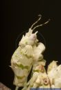 Pseudocreobotra wahlbergi, Bluetenmantis, Wahlbergi's Spiny Flower Mantis 