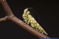 Pseudocreobotra wahlbergi, Bluetenmantis, Wahlbergi's Spiny Flower Mantis 