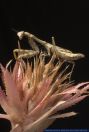 Parasphendale agrionina,Ostafrikanische Mantis,Budwing Mantis 