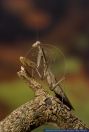 Polyspilota aeruginosa,Gottesanbeterin,Afrikanische Mantis,Giant Mantid