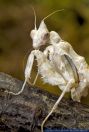 Acanthops falcata,Suedamerikanische Boxer-Mantis,South American Dead Leaf Mantis