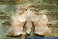 Laothoe populi, Pappelschwärmer, Poplar Hawk-moth 