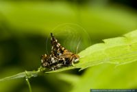 Thyris fenestrella,Waldreben-Fensterfleckchen,Window moth