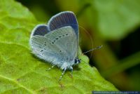 Cupido minimus,Zwerg-Blaeuling,Small Blue