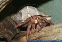 Coenobita clypeata, Landeinsiedlerkrebs, Barbados Jumbo Land Hermit Crab 
