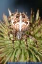 WSPFT0029 Araneus diadematus<br>