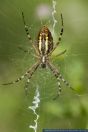 Argiope bruennichi,Wespenspinne,Wasp spider
