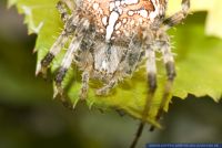 Araneus diadematus, Garten-Kreuzspinne, European garden spider 
