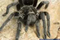 Grammostola pulchra, Schwarze Vogelspinne,Uruguay-Vogelspinne, Brazilian graysmoke, Brazilian black tarantula 