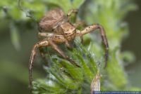 Xysticus spec., Krabbenspinne crab spider 
