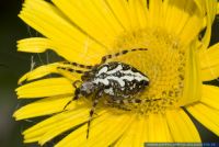 Aculepeira carbonaria,Eichblatt-Radspinne,Oakleaf Spider