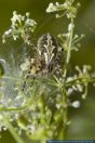 Aculepeira ceropegia,Eichblatt-Radspinne,Oak Spider