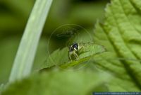 Heliophanus cupreus,Sonnenspringspinne,Copper Jumping Spider