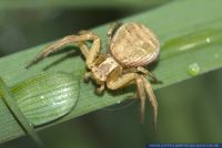 Xysticus cristatus,Busch-Krabbenspinne,Braune Krabbenspinne,Crab Spider