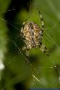 Araneus diadematus,Gartenkreuzspinne,Garden spider