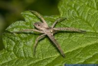 Pisaura mirabilis,Raubspinne,Listspinne,Nursery-web spider
