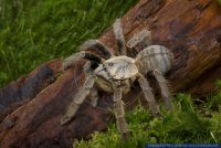 Haplopelma schmidti,Chinesische Riesenvogelspinne,Chinese Earth Tiger Spider