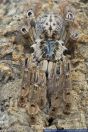 Heteroscodra maculata,Afrikanische Baumvogelspinne,Togo Starburst Baboon,Ornament Tarantula