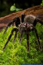 Xenesthis immanis,Vogelspinne,Columbian lesserblack tarantula