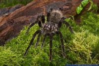 Xenesthis immanis,Vogelspinne,Columbian lesserblack tarantula