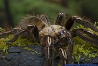 Ephebopus murinus,Skelett-Vogelspinne,Skeleton tarantula