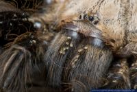 Ephebopus murinus,Skelett-Vogelspinne,Skeleton tarantula