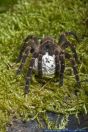 Ami spec.,Vogelspinne,Bird Eater Spider