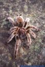 Grammostola rosea , Rote Chile Vogelspinne, Chilean Rose 