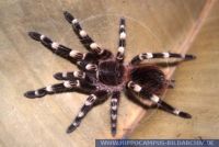 Acanthoscurria geniculata,
Wei§knie Vogelspinne,
Giant Whiteknee tarantula
