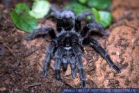 Grammostola pulchra, Vogelspinne, Brazilian graysmoke, Brazilian black tarantula 