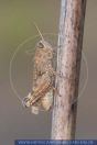 Calliptamus spec, Schönschrecke, Locust 