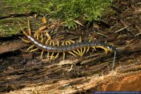 Scolopendra morsitans "Yellow", Riesenhundertfuesser, Centipede 