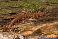 Scolopendra subspinipes,
Stachelfu§-Riesenhundertfuesser,
Chinese red headed centipede
