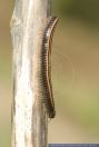 Ommatoiulus sabulosus,Sandschnurfuesser,Striped Millipede
