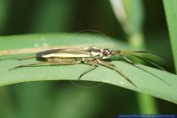 Leptopterna dolabrata, Langhaarige Dolchwanze, Meadow plant bug 
