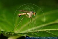 Neurigona spec. , Langbeinfliege, Longlegged Fly 