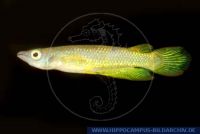 X07021, Aplocheilus lineatus "GOLD", Goldener Streifenhechtling, Gold-Piku, Golden Striped Panchax  