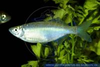 Devario aequipinnatuscf.(cf.kakienensis)(Danio)