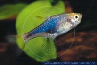 Trigonostigma heteromorpha(Rasbora)BLUE