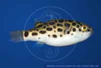 X91120, Tetraodon nigroviridis,, Gruener Kugelfisch, Green Puffer; Burmese Puffer  