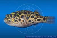 X91120, Tetraodon nigroviridis,, Gruener Kugelfisch, Green Puffer; Burmese Puffer  